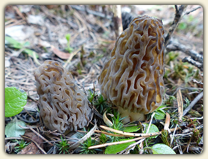 Morel Recipes