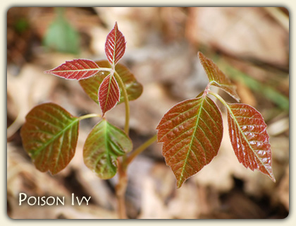 poison oak plant red