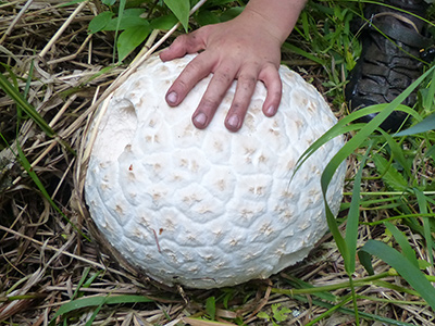 big edible mushrooms
